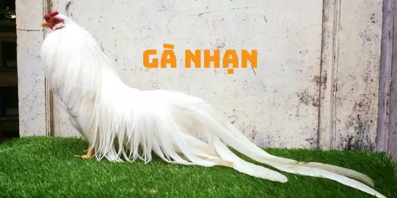 Gà nhạn