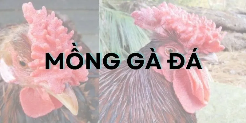 Mồng gà đá