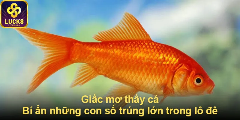 Mơ thấy cá